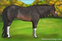 Horse Color:Brown Rabicano  Brindle