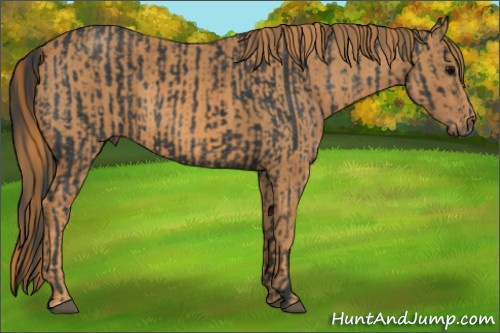 Horse Color: Brown Rabicano  Brindle