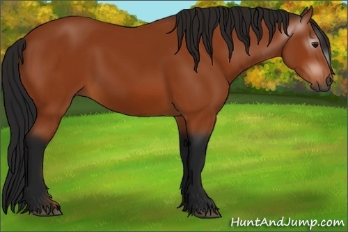 Horse Color:Gray Bay 