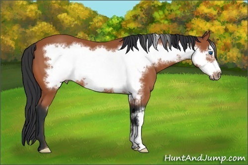 Horse Color:Bay Frame 