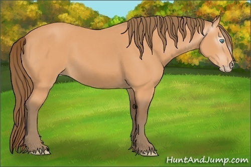 Horse Color:Gray Perlino 