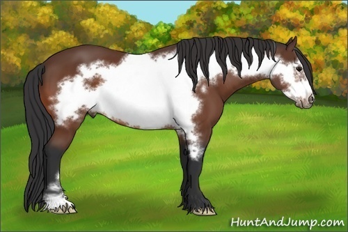 Horse Color:Bay Frame 