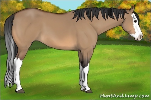 Horse Color:Bay Dun Splash