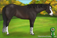 Horse Color:Gray Bay Splash 