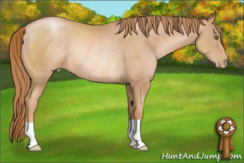 Horse Color: Liver Chestnut Pearl Rabicano 