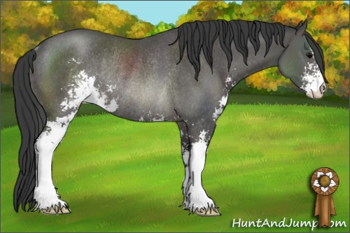 Horse Color: Black Sabino Rabicano 