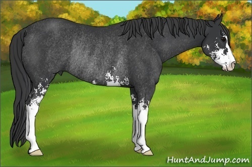 Horse Color: Black Sabino Rabicano 