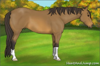 Horse Color:Buckskin 
