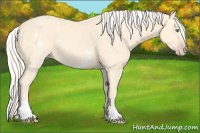 Horse Color:White Spotted Gold Cream Champagne 