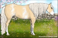 Horse Color:White Spotted Gold Cream Champagne 