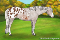 Horse Color:Silver Bay Sabino Splash Appaloosa 
