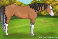 Horse Color:Bay Splash 