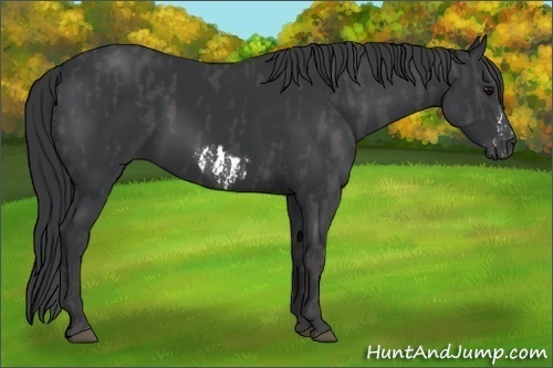 Horse Color:Black Splash Frame  Brindle