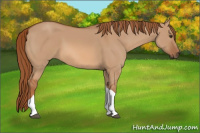 Horse Color:Red Dun Tobiano 