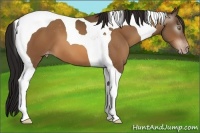 Horse Color:Gray Sable Champagne Tobiano Blanket 