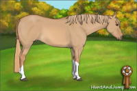 Horse Color:Red Dun Tobiano