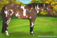 Horse Color:White Spotted Bay 