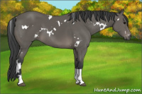 Horse Color:White Spotted Black Tobiano