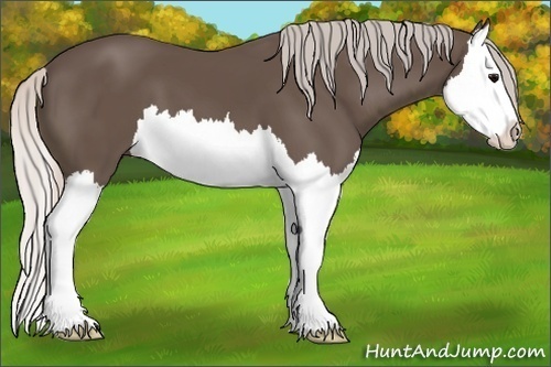 Horse Color: Unknown 