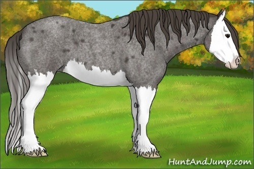 Horse Color:Smoky Blue Roan Splash