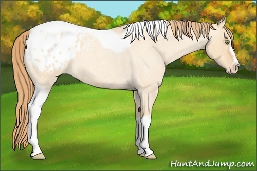 Horse Color:Gold Champagne Roan Dun Splash Tobiano Frame Appaloosa Rabicano 