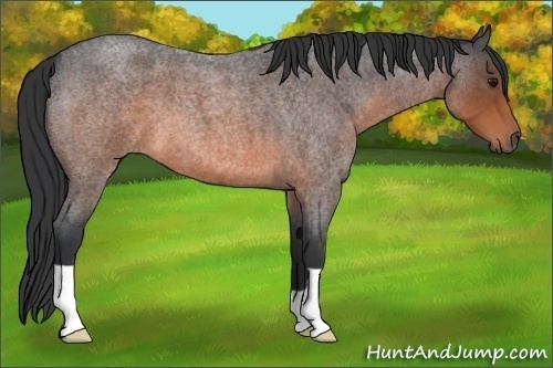 Horse Color: Brown Roan 