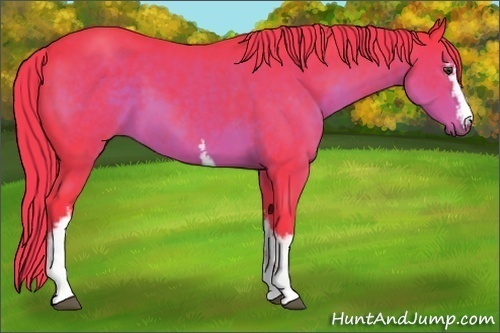 Horse Color: Watercolor White Spotted Liver Chestnut Sabino 