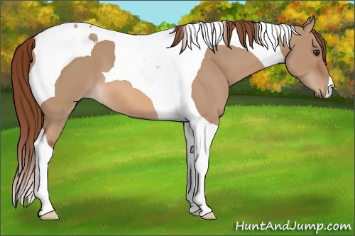 Horse Color: Red Dun Tobiano 