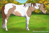 Horse Color:Red Dun Tobiano 