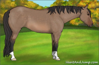 Horse Color:Bay Dun