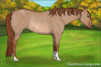 Horse Color:Red Dun Rabicano