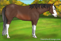Horse Color:Bay Splash 