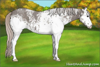 Horse Color:White Spotted Silver Blue Roan 