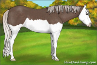 Horse Color:Silver Black Splash
