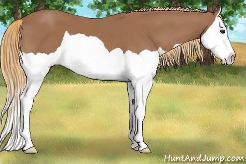 Horse Color: Chestnut Splash 