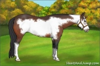 Horse Color:Bay Frame 