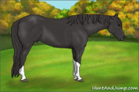 Horse Color:Smoky Black Tobiano 