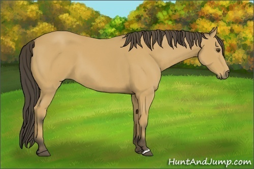 Horse Color:Buckskin 