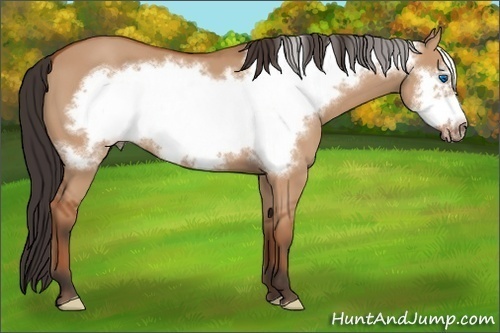 Horse Color:Bay Dun Frame 