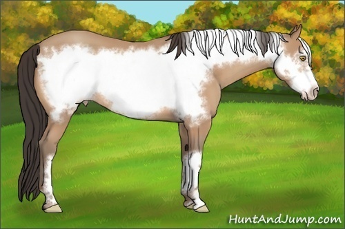Horse Color:Amber Champagne Frame 