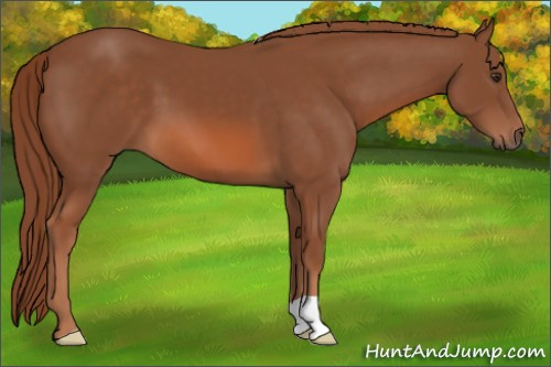 Horse Color: Liver Chestnut 