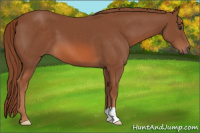 Horse Color:Liver Chestnut 