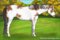 Horse Color:White Spotted Bay Frame