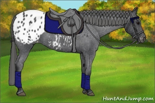 Horse Color:Blue Roan Appaloosa 