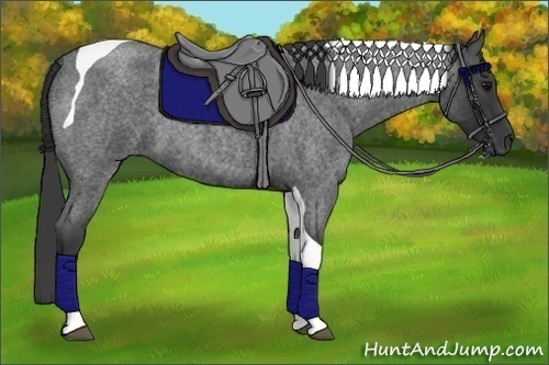 Horse Color:Blue Roan Tobiano 