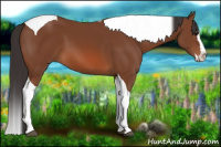 Horse Color:Bay Splash Tobiano