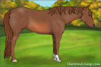 Horse Color:Unknown 