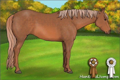 Horse Color: Chestnut 