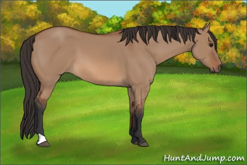 Horse Color: Unknown 