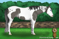 Horse Color:Grullo Sabino Splash Tobiano 